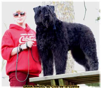 DARK ANGEL © Elevage de bouviers des flandres du Clos de la Luette specialisé pour le bouvier des flandres Copyrigth depose